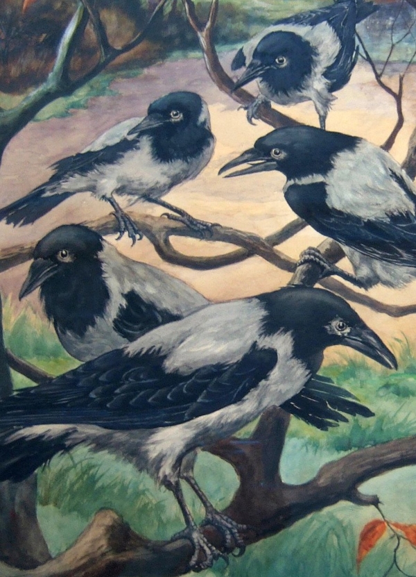 Schellink crows detail
